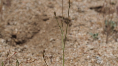 Saltugilia australis