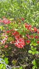 Rhododendron kaempferi