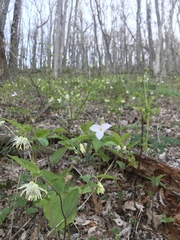 Prosartes maculata