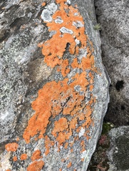 Caloplaca cinnabarina