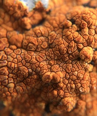 Caloplaca cinnabarina