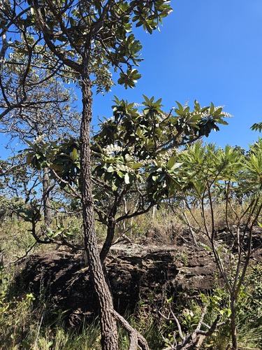 Miconia ferruginata