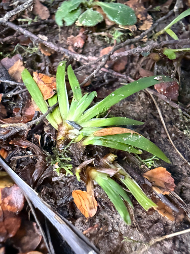Libertia pulchella observed 2026-08-08