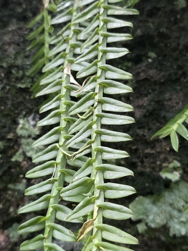 Dichaea pendula, photograph 3