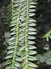 Dichaea pendula, photograph author not stated, no rights reserved