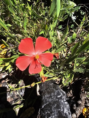Pavonia rosa-campestris