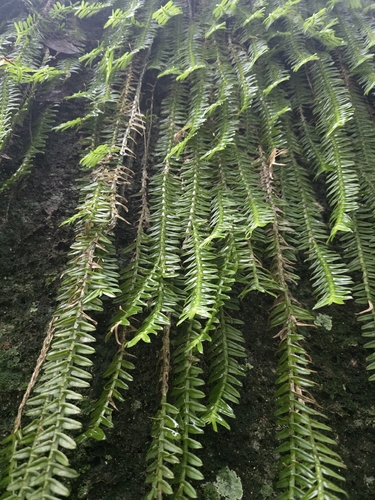 Dichaea pendula, photograph 6