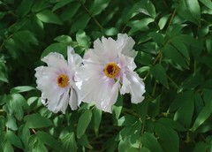 Paeonia × suffruticosa