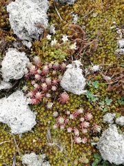 Sedum rubens