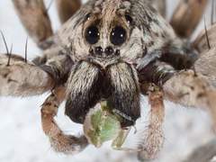 Xerophloea viridis