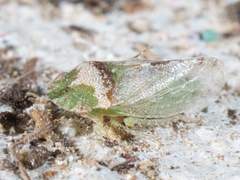 Xerophloea viridis