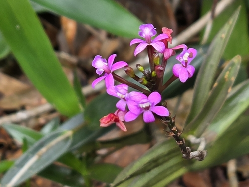 Epidendrum secundum