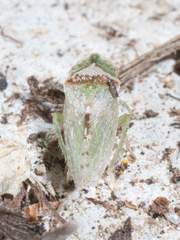 Xerophloea viridis