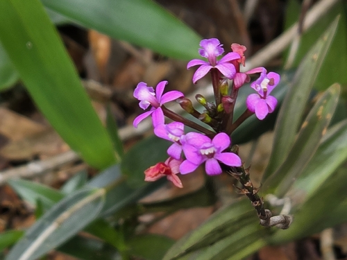 Epidendrum secundum