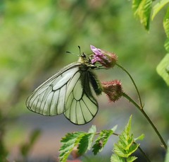 Parnassius stubbendorfii