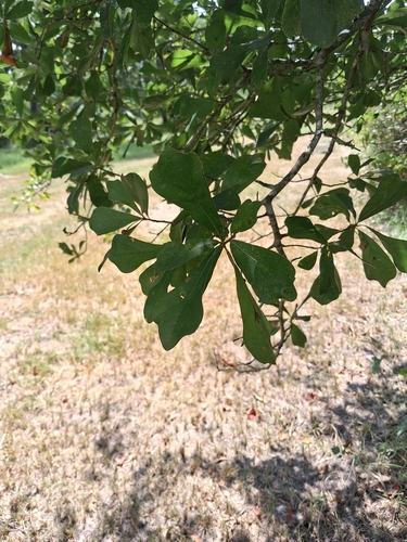 water oak