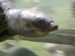 Carettochelys insculpta