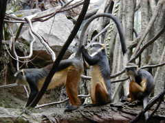 Cercopithecus wolfi