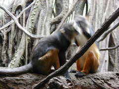 Cercopithecus wolfi