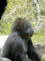 Gorilla