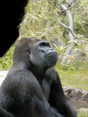 Gorilla