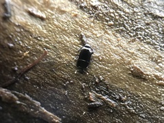 Platylomalus aequalis