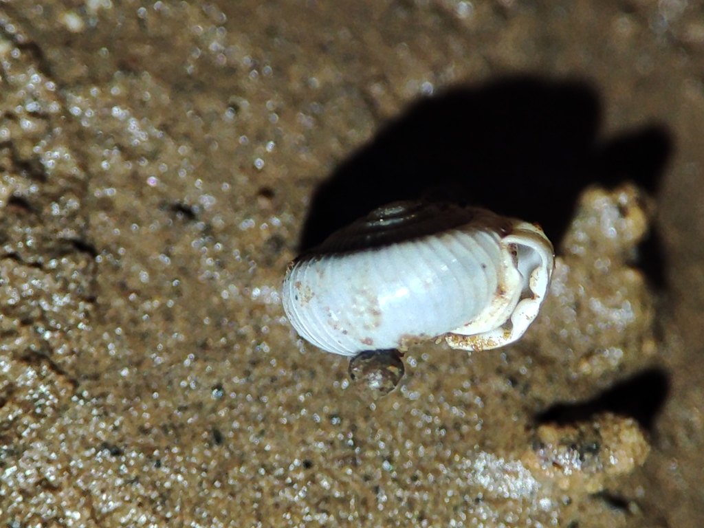 Virpazaria adrianae