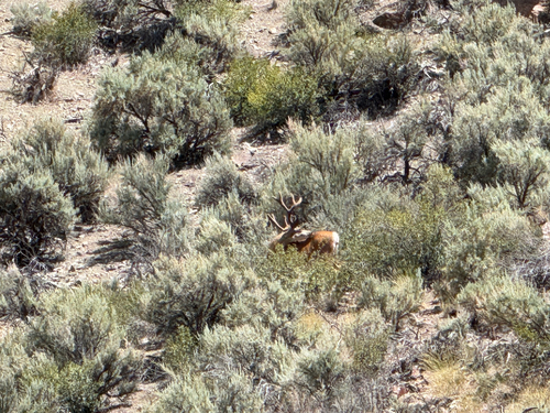 Mule Deer