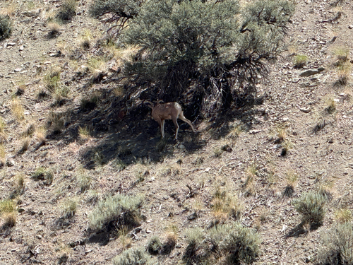 Bighorn Sheep