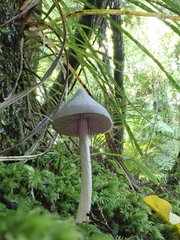 Entoloma canoconicum