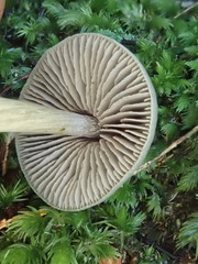 Entoloma canoconicum
