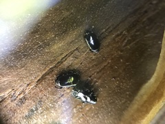 Platylomalus aequalis