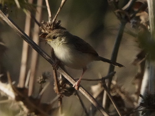 Graceful Prinia (Prinia gracilis), photo 5