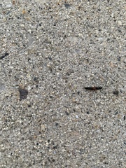 Insecta
