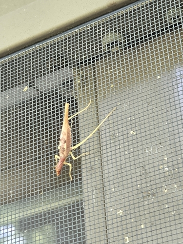 Two-spotted Tree Cricket