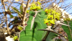 Euphorbia