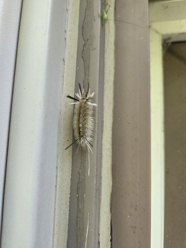 Banded Tussock Moth