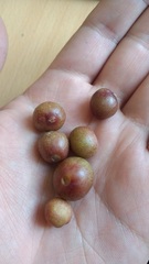 Ficus luschnathiana