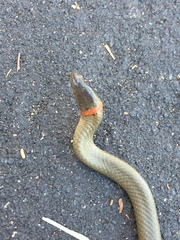 Diadophis punctatus similis