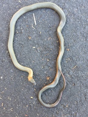 Diadophis punctatus similis