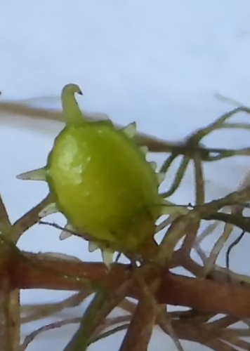 Ceratophyllum echinatum, photograph 1