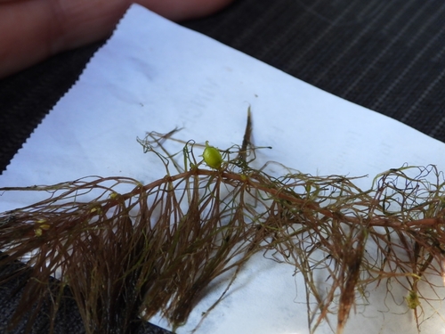 Ceratophyllum echinatum, photograph 2