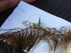 Ceratophyllum echinatum, photograph (c) casey williams, some rights reserved (CC BY)