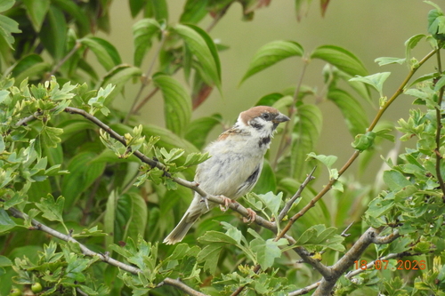 Eurasian Tree Sparrow