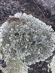 Xanthoparmelia subramigera