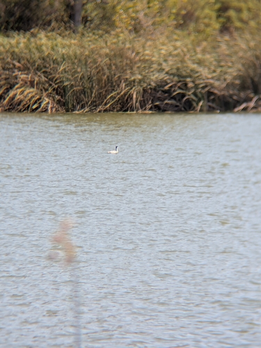 iNaturalist observation photo of Western and Clark's Grebes