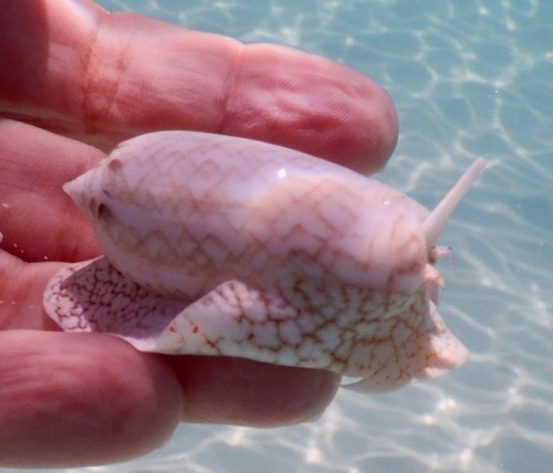 oliva reticularis, 2026-08-09