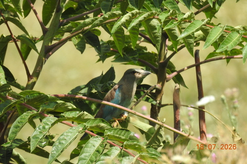 European Roller