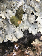 Xanthoparmelia subramigera