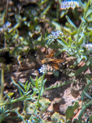 iNaturalist observation photo of Fiery Skipper
